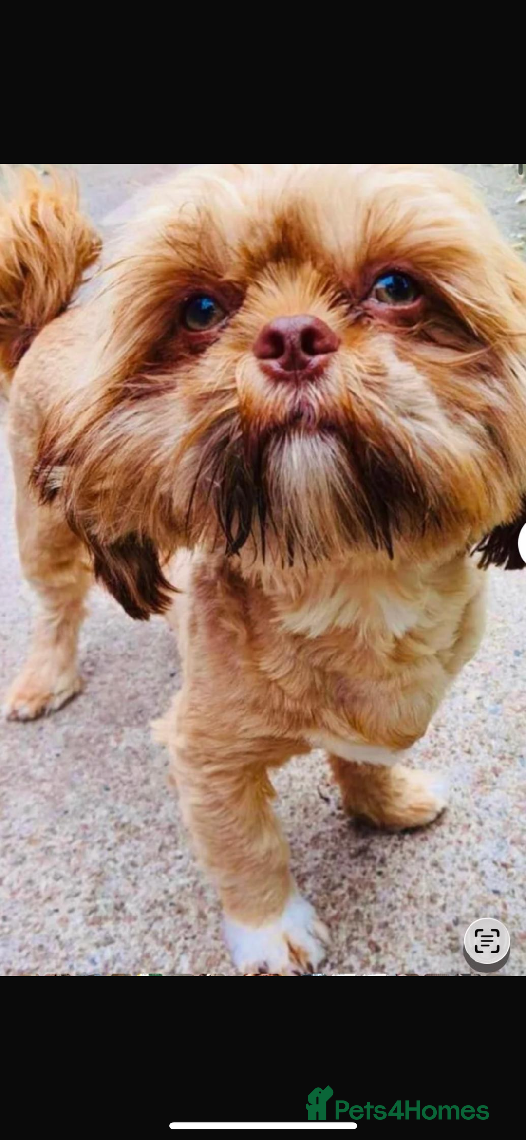 Shih Tzu dogs for sale: Shih tzu pup for sale  - Image 7