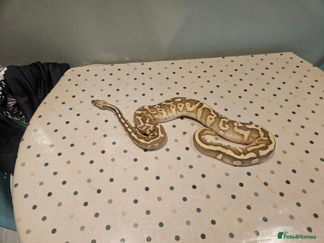Python Snake reptiles for sale: 4x Royal Pythons for sale - Image 9
