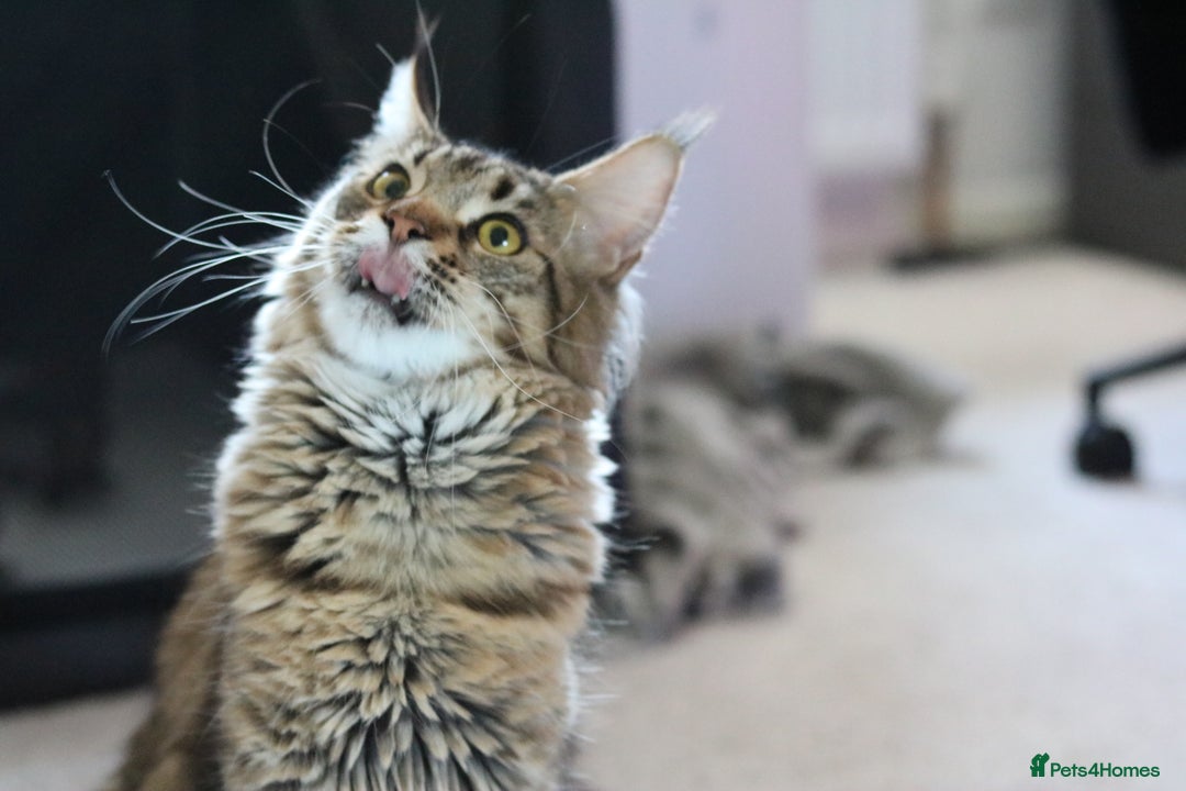 Maine Coon cats for sale: Loving Brown Tabby Maine Coon Girl 🧡 - Image 7