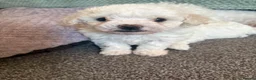 Bichon Frise dogs for sale: Puppies for sale bichon frise breed , 6 weeks old  - Advert 9