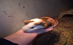 Guinea Pig rodents for sale: Sows and Boars available, can deliver x - Image 4