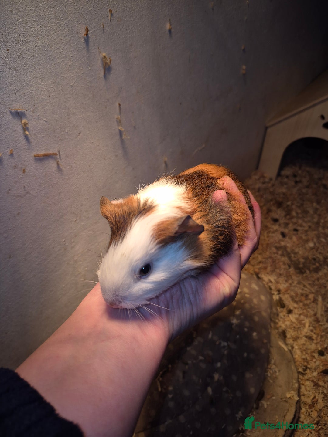Guinea Pig rodents for sale: Sows and Boars available, can deliver x - Image 4