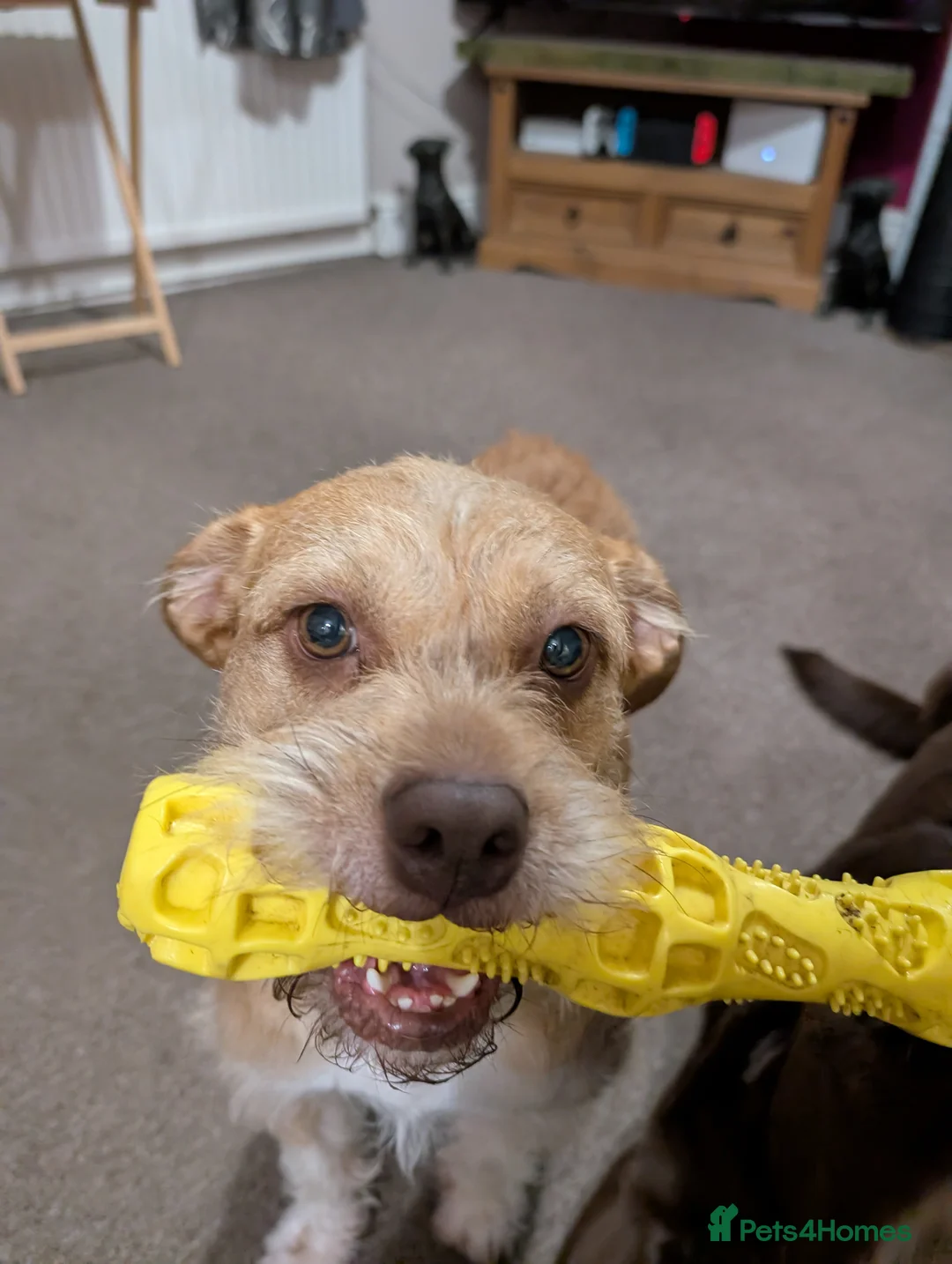 Mixed Breed dogs for sale: Poodle x bulldog for sale - Advert 10