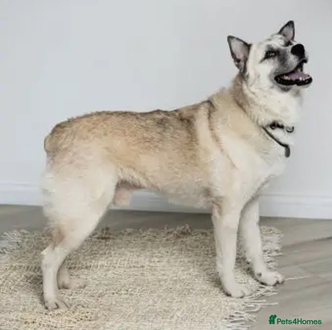 Shepsky dogs for sale: 🏡 ADOPT BINGO HUSKY X ✨ MAKE A MIRACLE HAPPEN - Advert 6