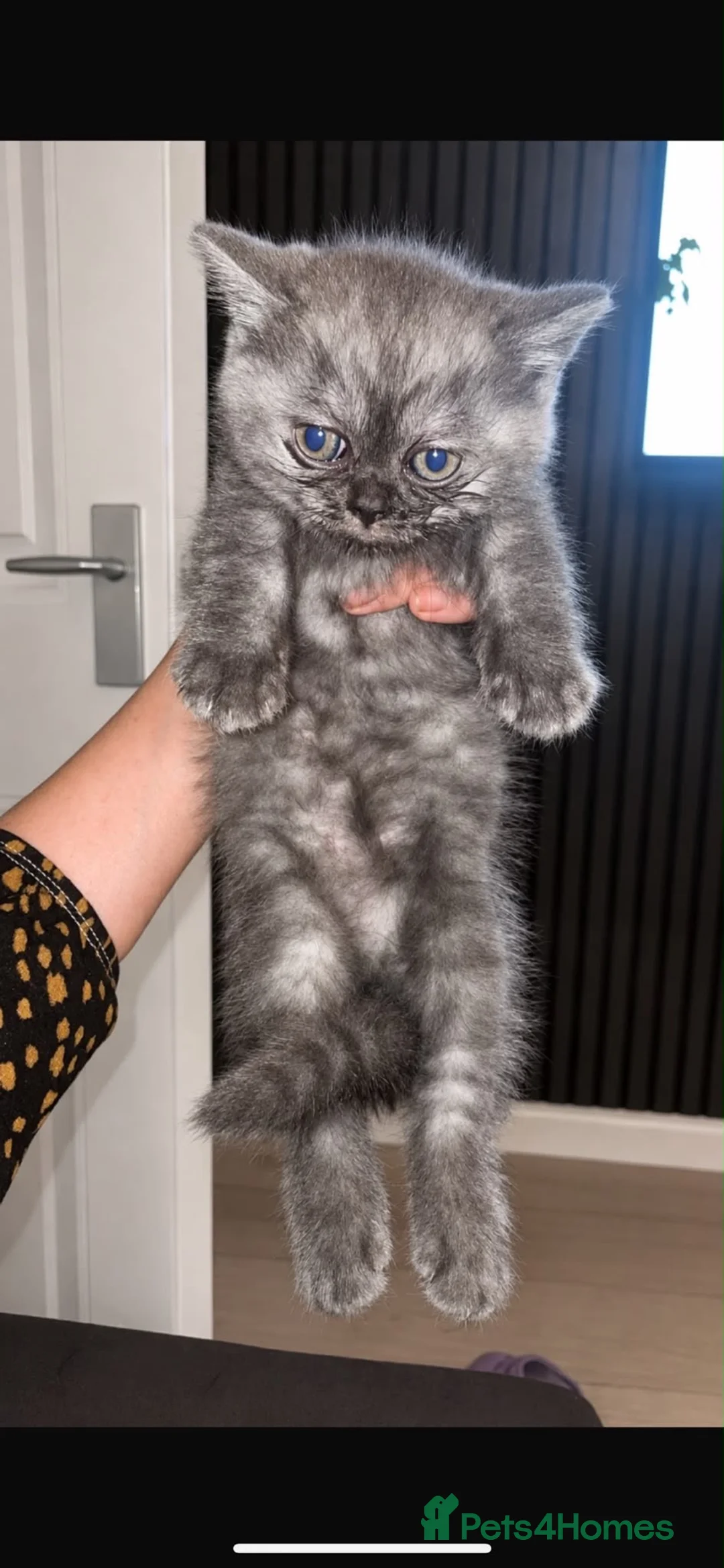 British Shorthair cats for sale: British short hair  in Chorley - Advert 1