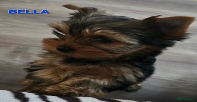Yorkshire Terrier dogs - Advert 14