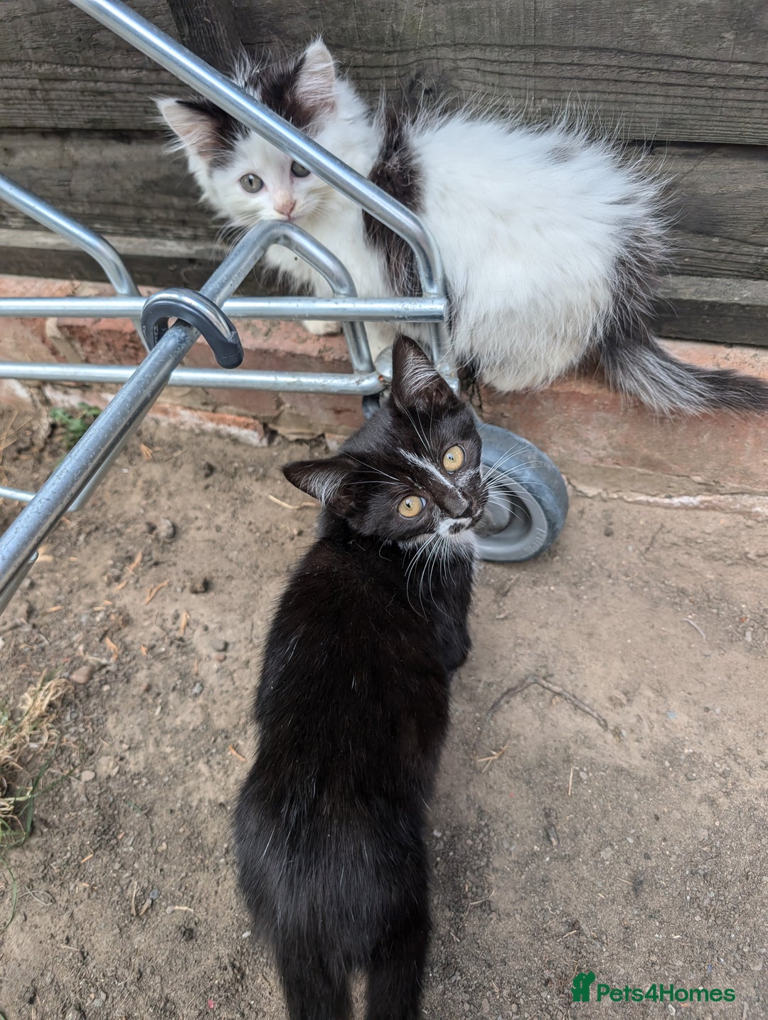 Persian cats for sale: Kitten for adoption free  - Image 5
