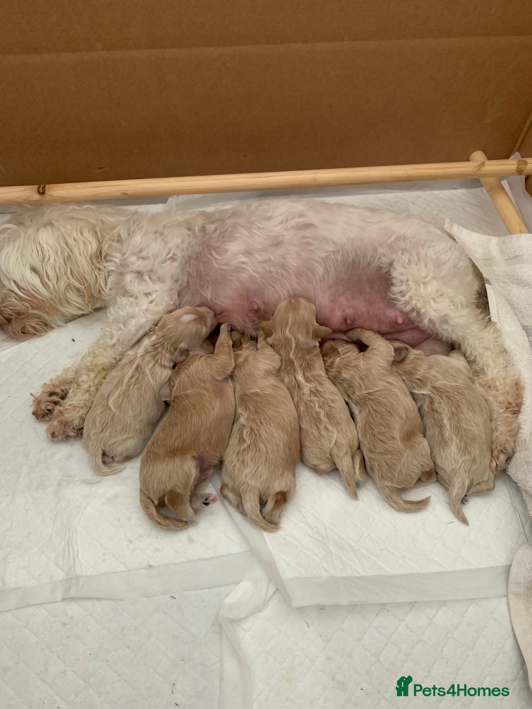 Toy Poodle dogs for stud: EXTENSIVELY HEALTH TESTED TOY POODLE STUD TYSON🌹 in Sheerness - Advert 11