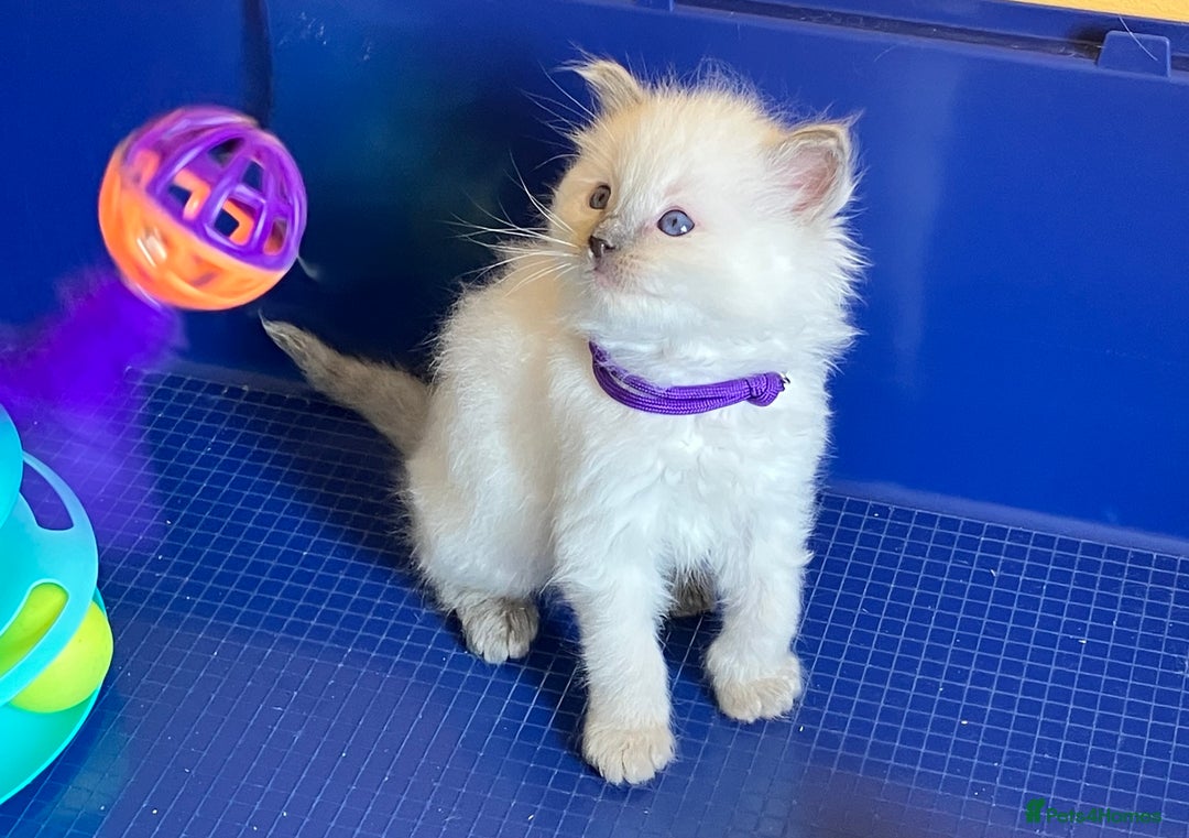 Ragdoll cats for sale: GCCF registered ChampionBloodline 5GENpedigree BSH - Image 1