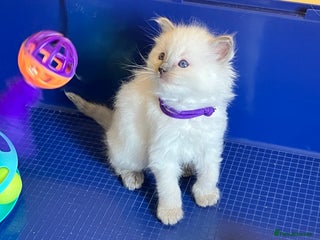 Ragdoll cats - Advert 5