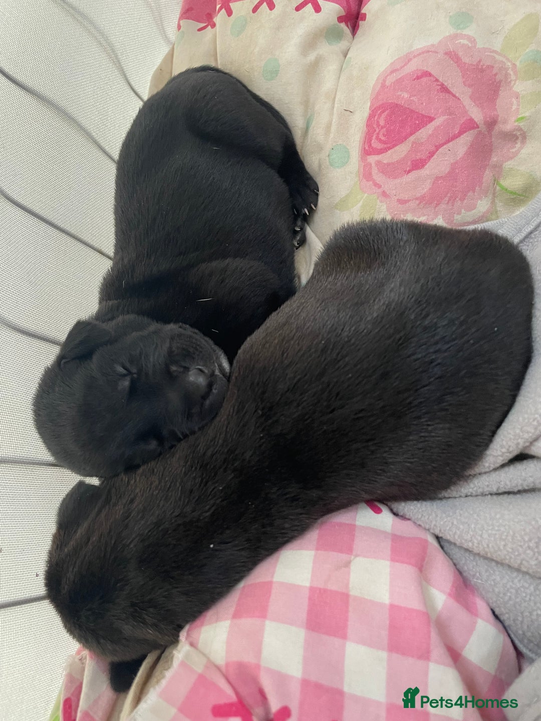 Mixed Breed dogs for sale: English Pointer Cross Puppies - Image 5