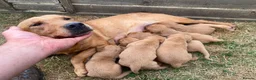 Labrador Retriever dogs for sale: PLAYFUL DEEP FOX RED LITTER, FULLY HEALTH TESTED - Advert 14