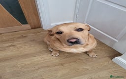 Labrador Retriever dogs for stud: Amazing Yellow Boy - Image 6