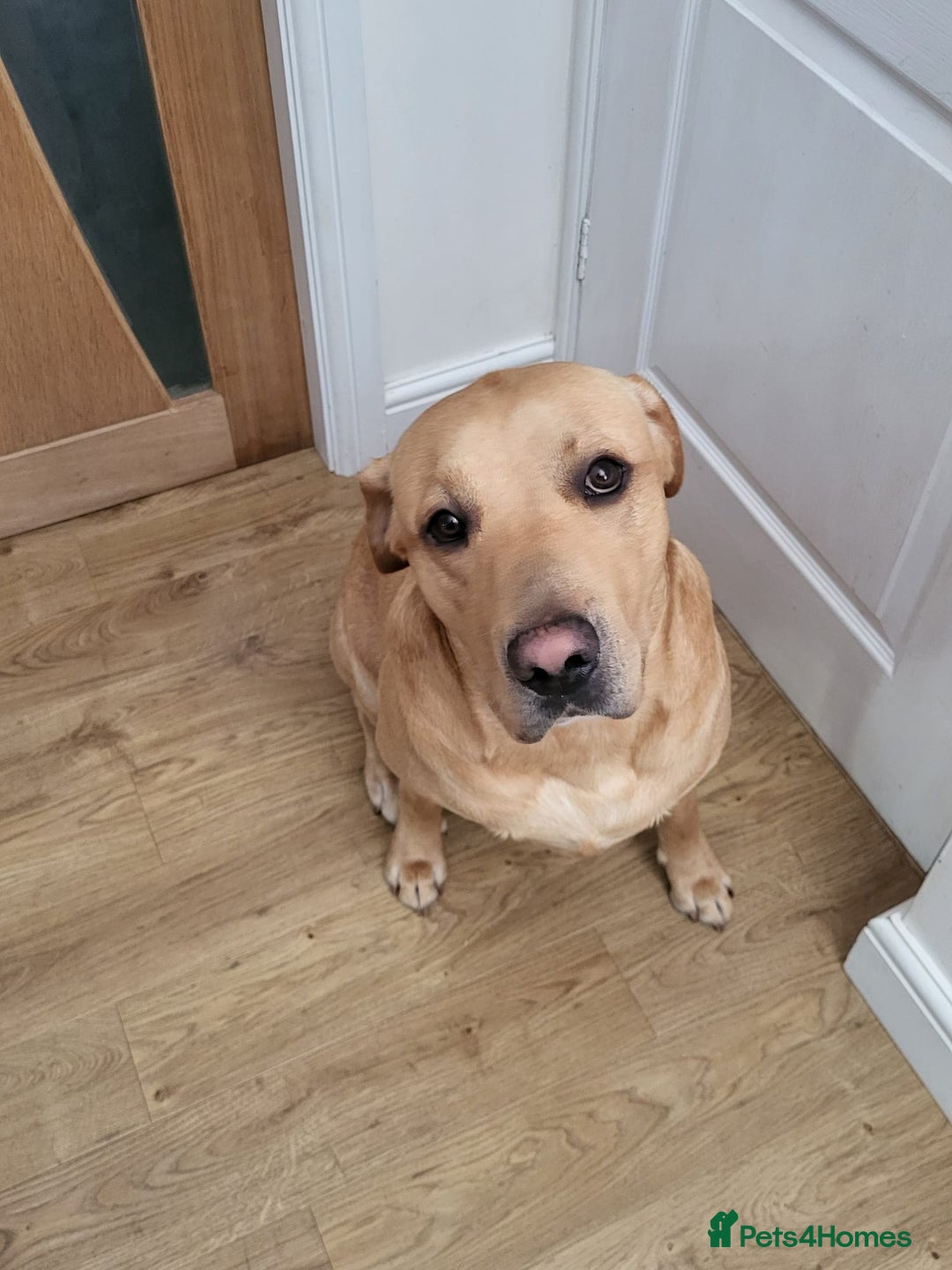 Labrador Retriever dogs for stud: Amazing Yellow Boy - Image 6