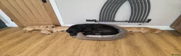 Labrador Retriever dogs for sale: Gorgeous Golden Labrador Girl, KC bloodline - Advert 3