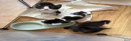 Mixed Breed cats for sale: *ready to leave* Beautiful part ragdoll kittens  - Advert 5