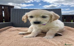 Golden Retriever dogs for sale: Beautiful litter of 7 GR puppies  - Image 2