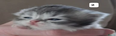 Persian Kitten 2