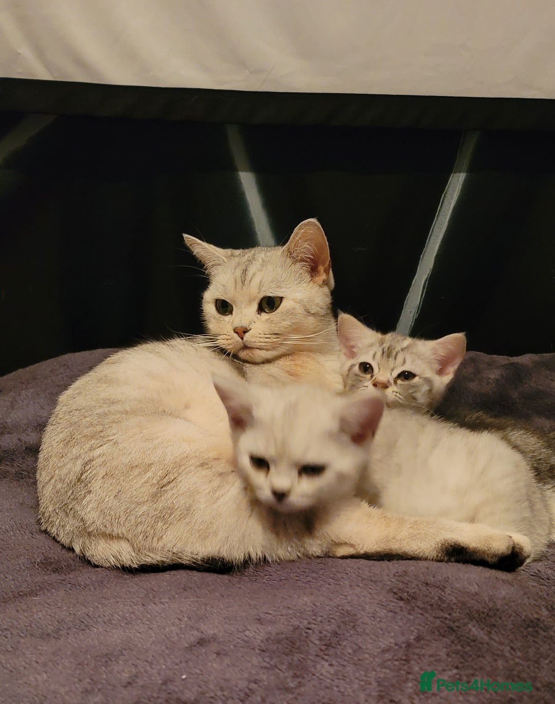 British Shorthair cats for sale: 1 Adorable boy left - Advert 4