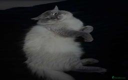 Ragdoll cats for sale: Beloved Ragdoll for sale! - Image 5