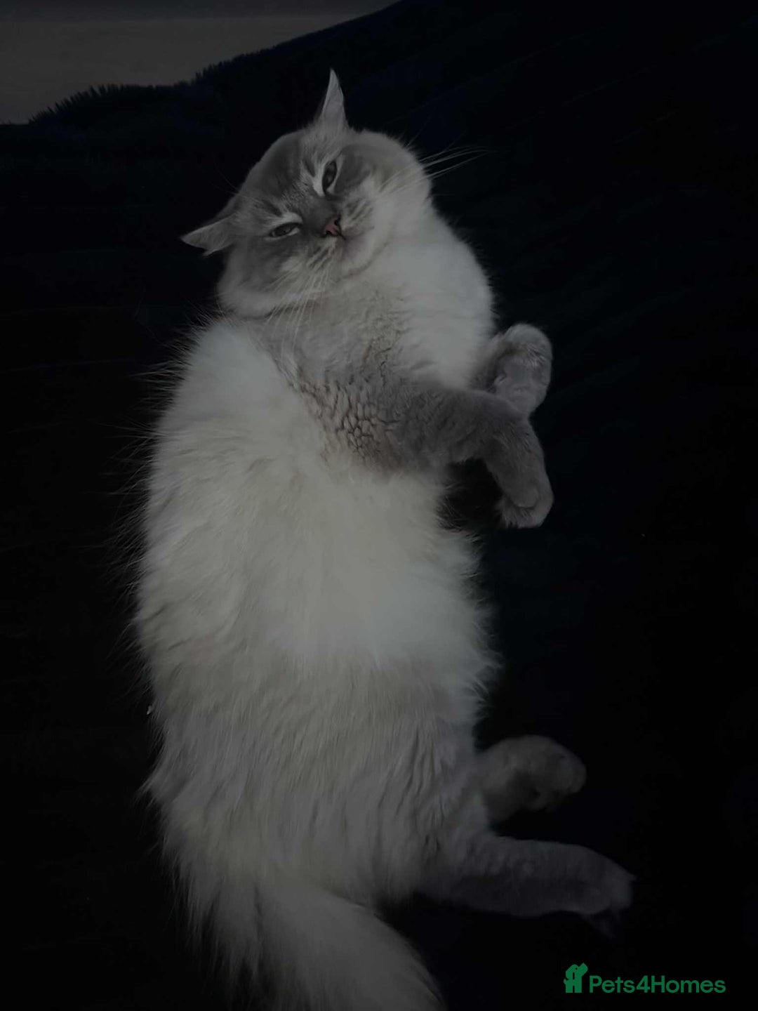 Ragdoll cats for sale: Beloved Ragdoll for sale! - Image 5
