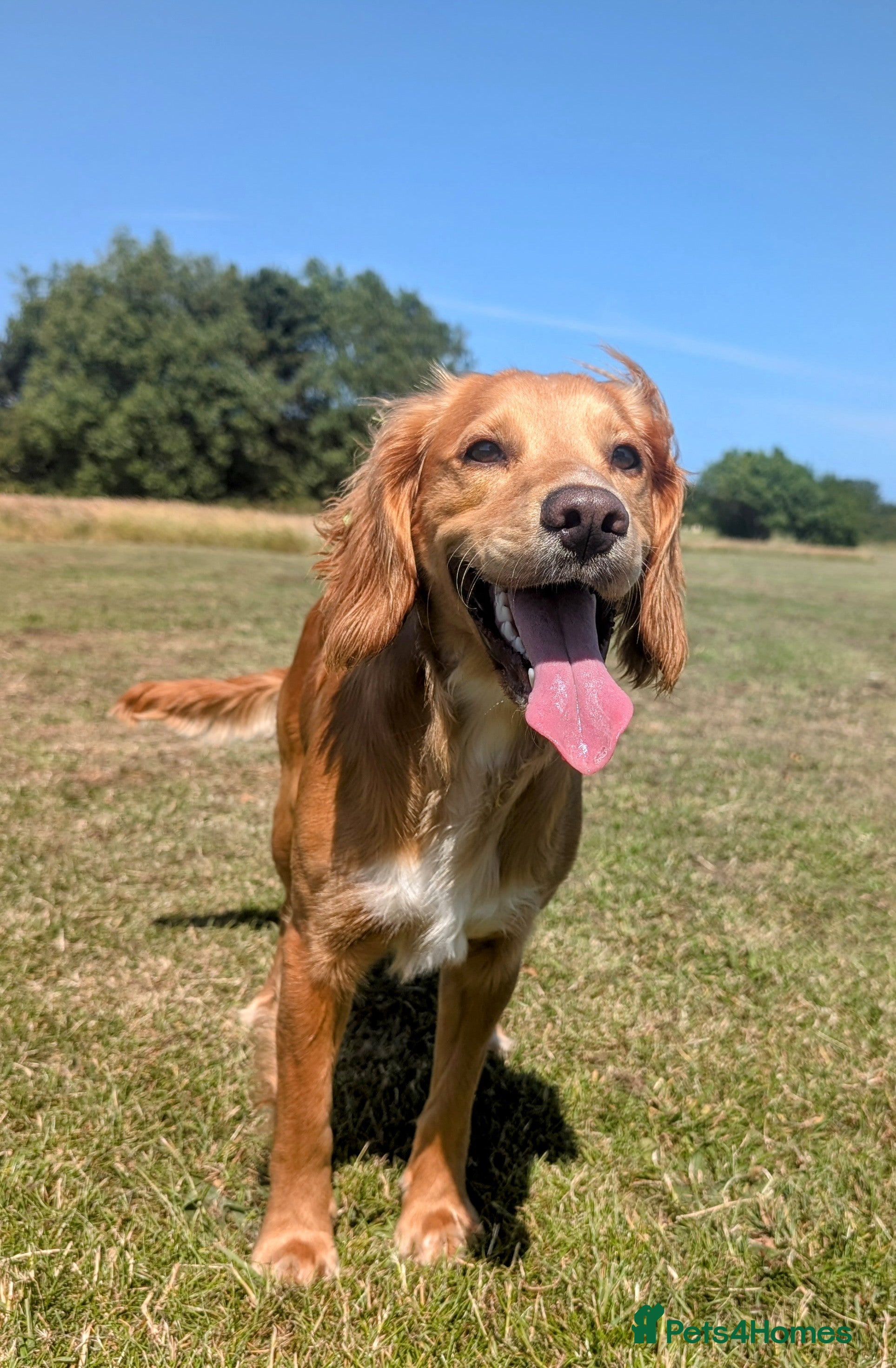 Cocker Spaniel dogs Beautiful male cocker spaniel  - Advert 5
