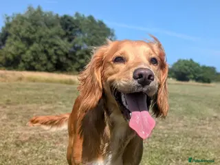 Cocker Spaniel dogs Beautiful male cocker spaniel - Advert 5