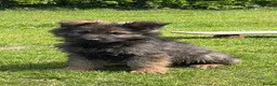 German Shepherd dogs for sale: Now ready for their new homes.  in Horncastle - Advert 3