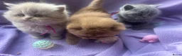 British Shorthair cats for sale: GCCF Registered BSH/BLH Kittens - Advert 34