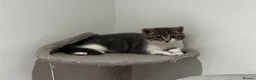 American Shorthair cats for sale: 3 Little Tabbies Looking for Their Forever Homes! - Advert 16