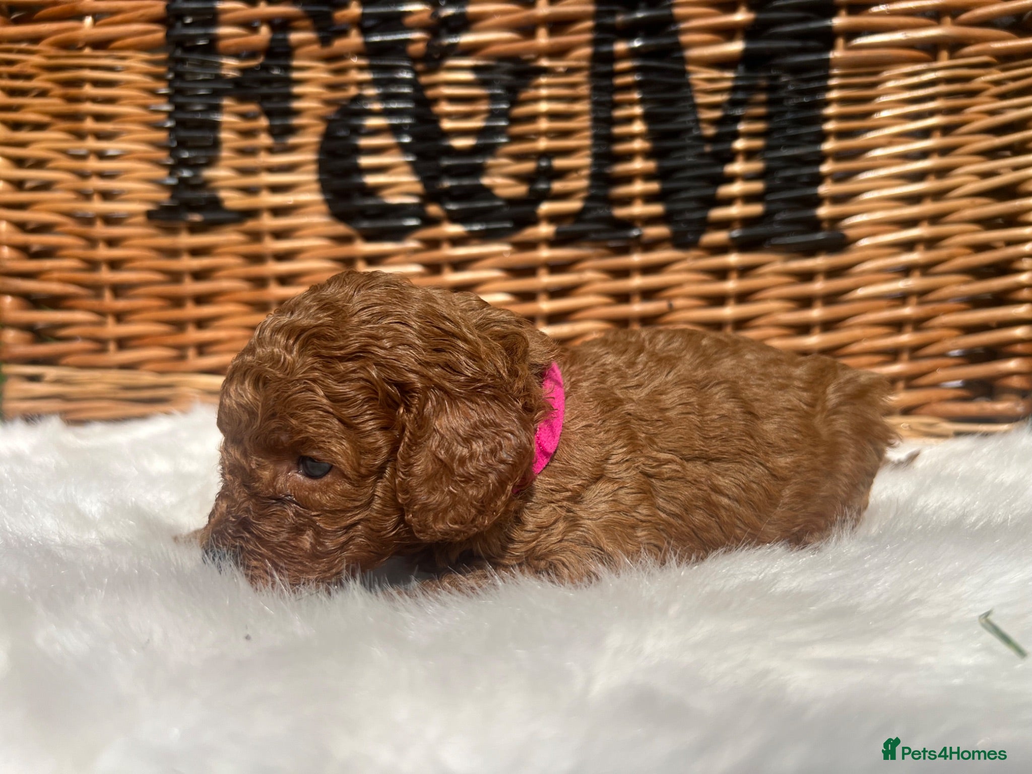 Cavapoo dogs  Health tested #Deep Red Toy Cavapoo Puppies 🐾 - Advert 2