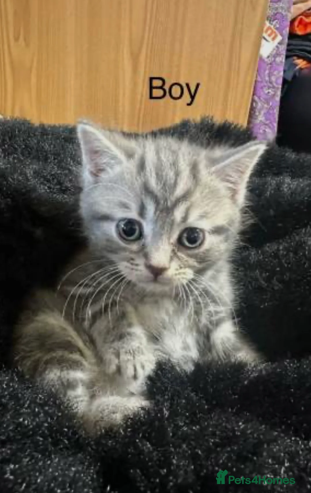 British Shorthair cats for sale: GREY BRITISH SHORTHAIR - Advert 2