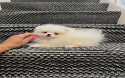 Pomeranian dogs for sale: ❤️ Very Small Quality Girl ❤️ - Image 1