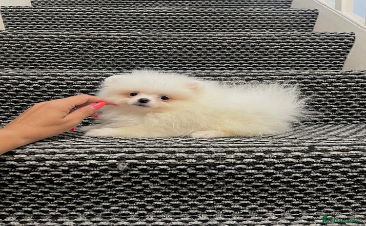 Pomeranian dogs - Advert 4