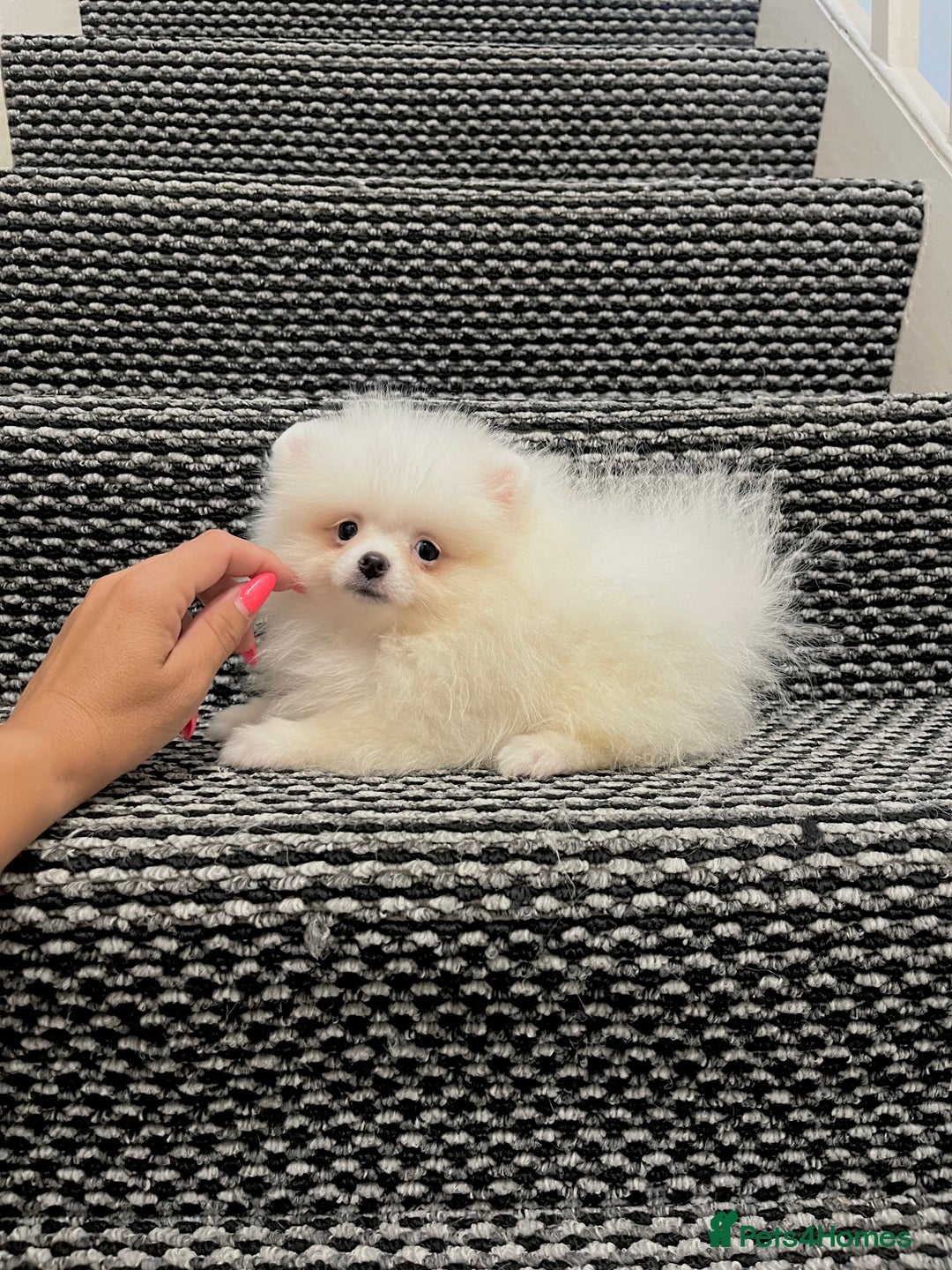 Pomeranian dogs for sale: ❤️ Very Small Quality Girl ❤️ - Image 1