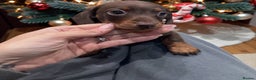 Miniature Dachshund dogs for sale: Stunning miniature sausage pups  - Advert 1