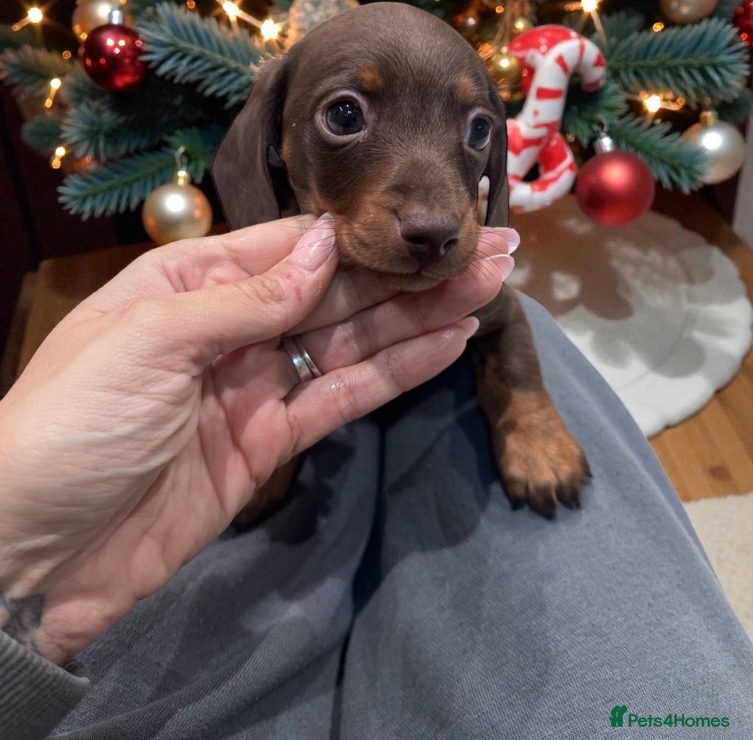 Miniature Dachshund dogs for sale: Stunning miniature sausage pups  - Advert 1