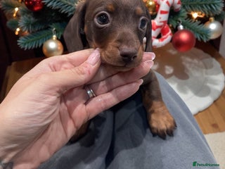 Miniature Dachshund dogs Stunning miniature sausage pups - Advert 1