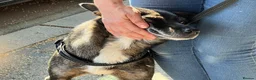 Mixed Breed dogs for adoption: 🐾 SCOUT - The Dog Who Refused to Give Up ❤️ - Advert 7