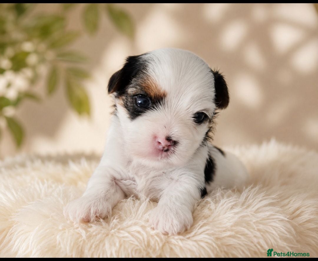 Yorkshire Terrier dogs Yorkshire Terrier - Advert 2