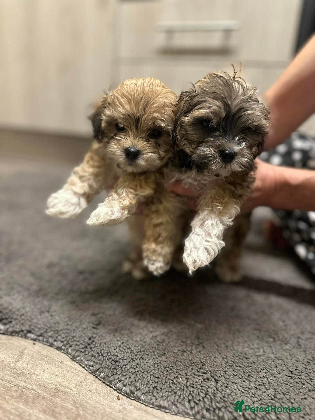 Mixed Breed dogs for sale: Stunning maltipoos  - Advert 7