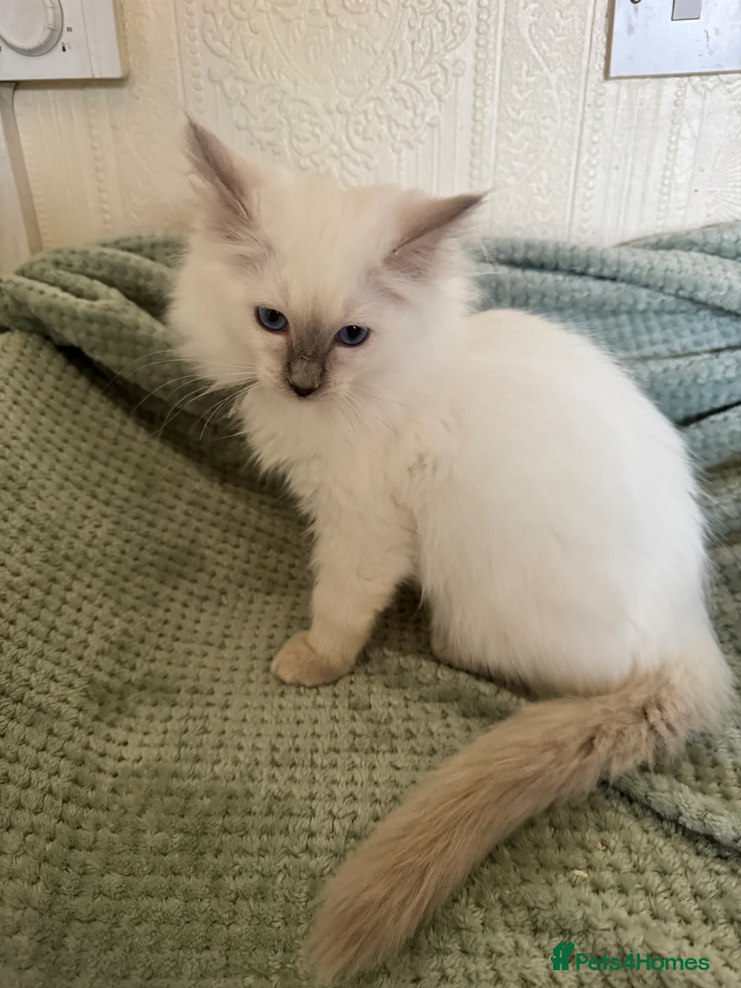 Ragdoll cats for sale: Beautiful Ragdoll kittens  - Advert 3