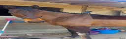 Irish Thoroughbred horses for sale: Super safe teenager dream horse  - Advert 32
