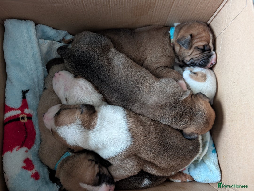 Mixed Breed dogs for sale: Staffy X pups  - Advert 15