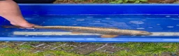 Koi Carp fish for sale: Pond clearance - Advert 19
