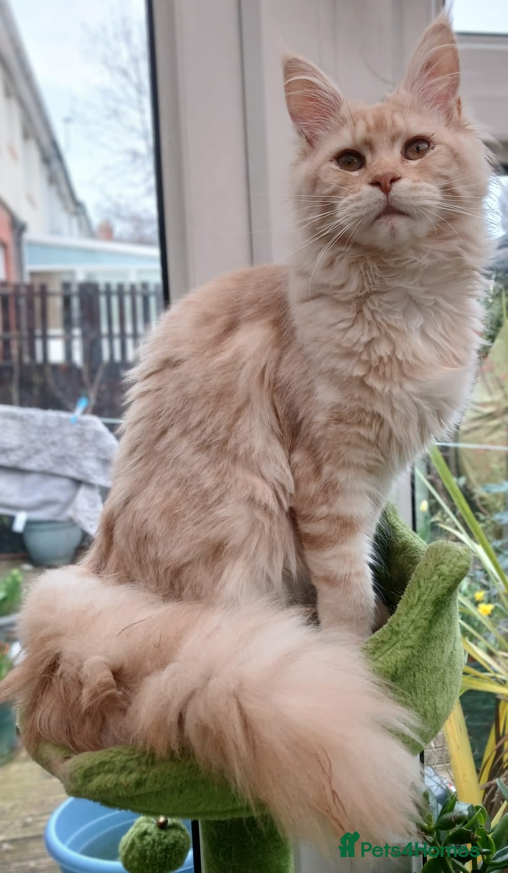Maine Coon cats Main Coon Kittens - Advert 1