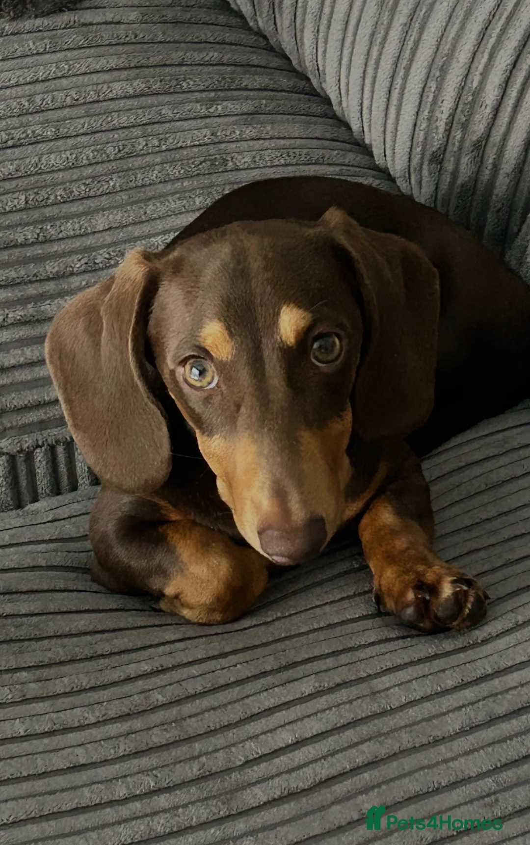 Miniature Dachshund dogs for sale: Chocolate and tan Miniature Dachshund  - Advert 4