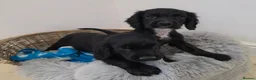 Cocker Spaniel dogs for sale: Working Type Cocker Spaniels - Advert 17