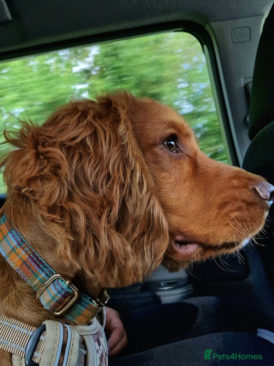 Cocker Spaniel dogs for sale: 11 months old Cocker Spaniel Bentley - Advert 7