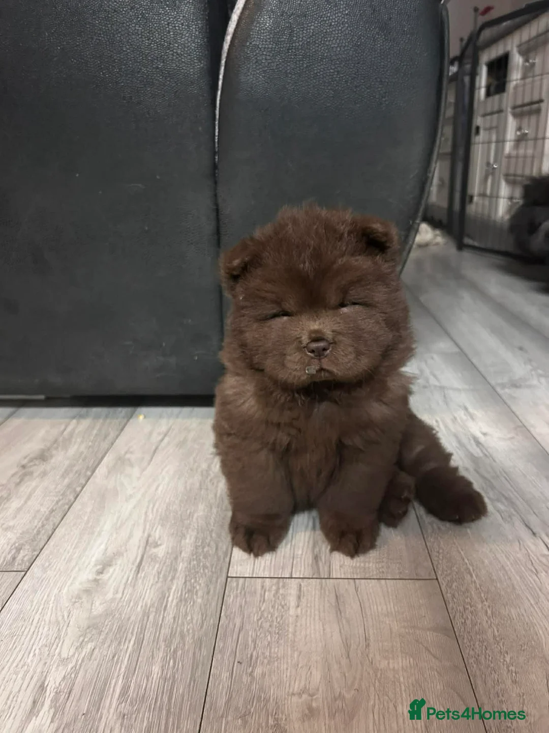 Chow Chow dogs for sale: Rough Coat Chow Chow Puppies in Peterborough - Advert 31